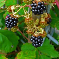 Blackberry 'Dirksen'